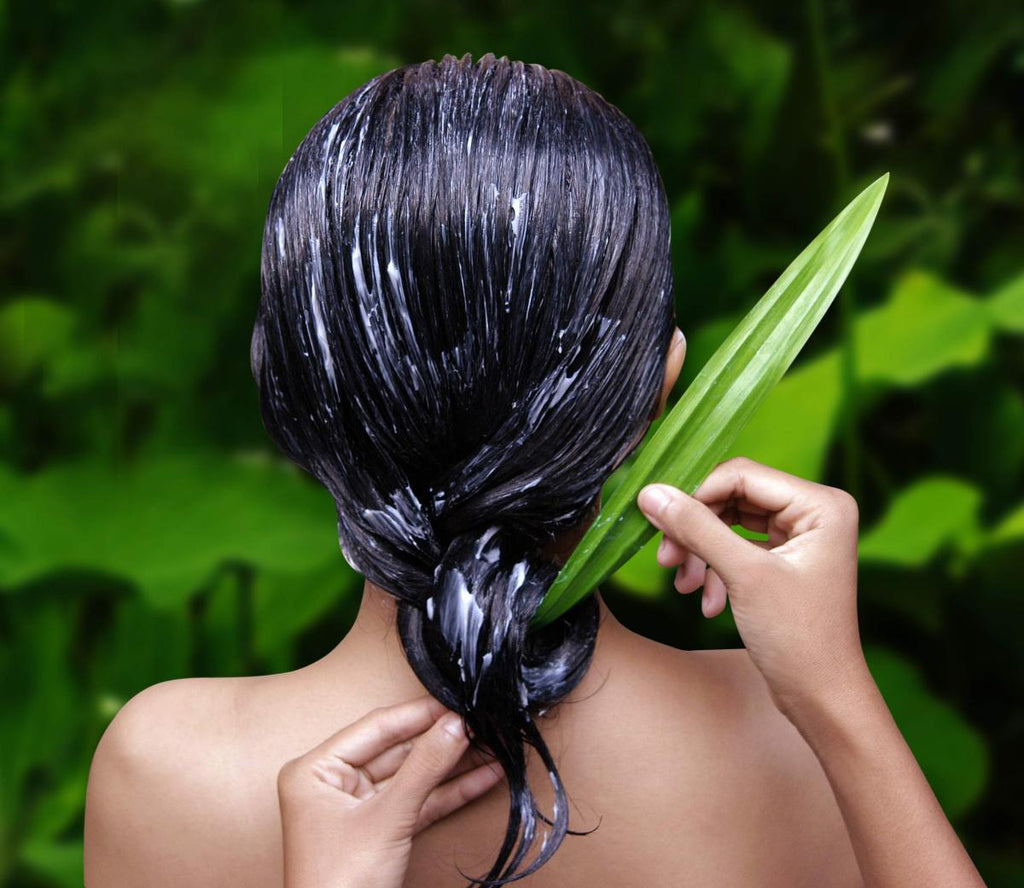Aloe Vera para el cabello hermoso y brillante  Azaphran