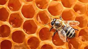 3 recetas con miel de abeja que te harán más bella