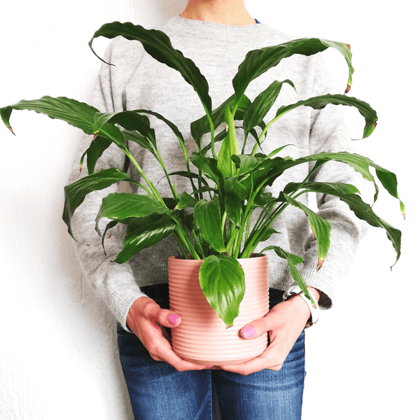 ¡Las mejores plantas para tener en tu hogar! – Consejos de una amante de las plantas.